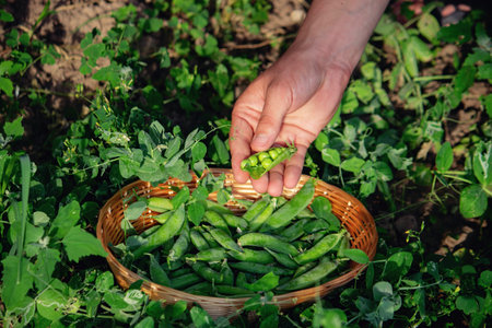 man with freshly picked green pea pods in the garden.