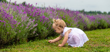 Little girl in a lavender field and touching the flowers with her handの写真素材