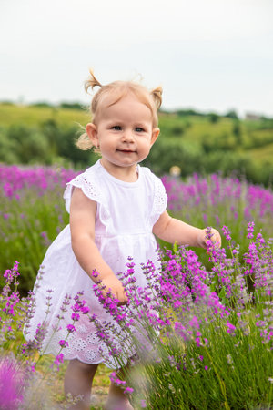 Little girl in a lavender field and touching the flowers with her handの写真素材