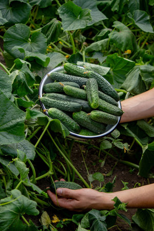 farmer holds cucumbers in his hands harvesting. Selective focus.の写真素材