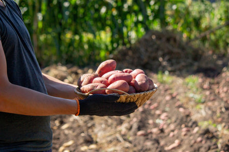 man holding potatoes harvesting. Selective focus.の写真素材