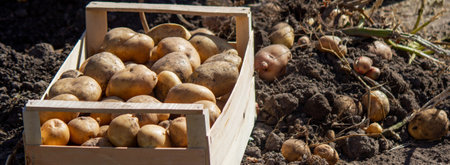 Potatoes in a box harvesting. Selective focus.の写真素材