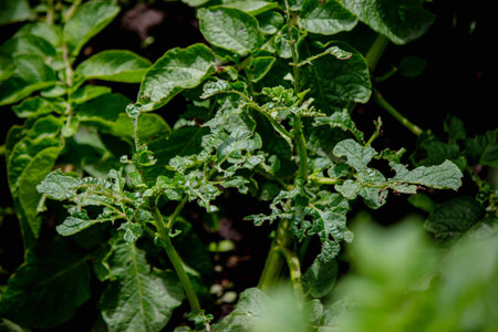 Colorado potato beetle with yellow-black stripes on a potato plant.