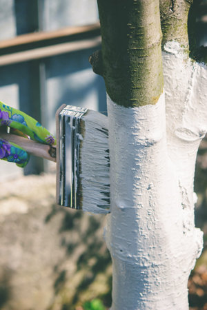 a farmer treats a tree trunk with a protective white paint against pests.