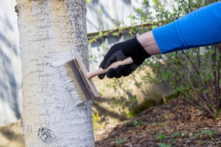a farmer treats a tree trunk with a protective white paint against pests. treating trees in the...
