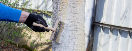 a farmer treats a tree trunk with a protective white paint against pests. treating trees in the...