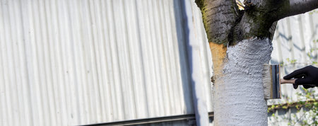 a farmer treats a tree trunk with a protective white paint against pests. treating trees in the...