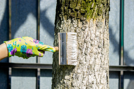 a farmer treats a tree trunk with a protective white paint against pests. treating trees in the garden.の写真素材