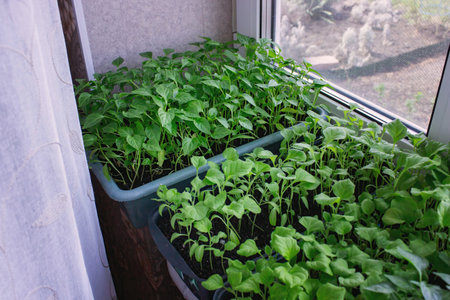 Seedlings on the windowsill. Gardening.