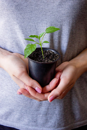 A woman holds a seedling in her hands against the background of pots with seedlings. The concept of indoor gardeningの写真素材