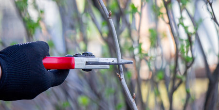 Gardener pruning a currant bush with secateurs in the garden.