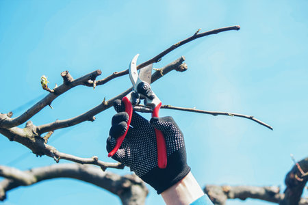 Gardener pruning trees with garden shears, secateurs. Pruning, garden care.の写真素材