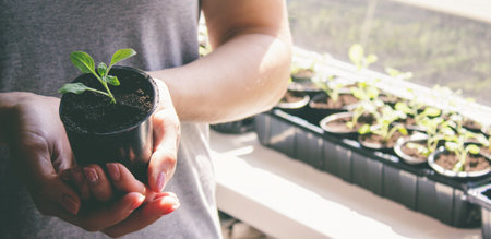 A woman holds a seedling in her hands against the background of pots with seedlings. The concept of indoor gardeningの写真素材