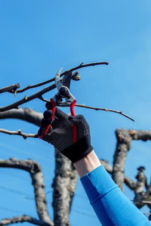 Gardener pruning trees with garden shears, secateurs. Pruning, garden care.の写真素材
