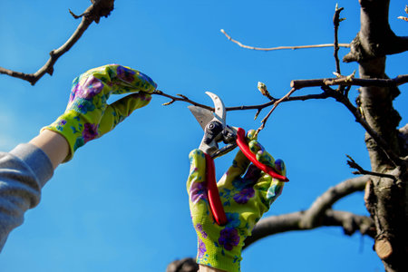 Gardener pruning trees with garden shears, secateurs. Pruning, garden care.の写真素材