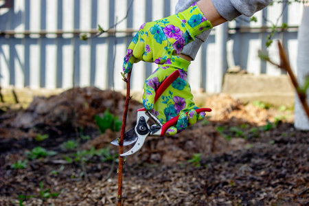 Gardener's hands in gloves work with scissors, pruning raspberry branches.の写真素材