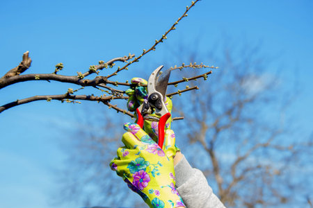 Gardener pruning trees with garden shears, secateurs. Pruning, garden care.