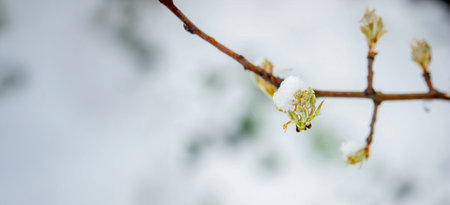 Snow-covered buds on a tree branch. Snowy spring.の写真素材