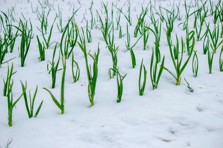 Green plants covered with snow in the garden - plants in spring under the snowの写真素材
