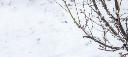 Snow-covered buds on a tree branch. Snowy spring.