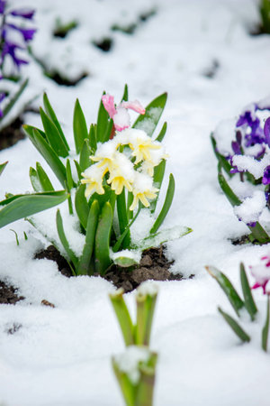Flowers under the snow in spring. snowy springの写真素材