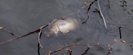 Dead fish in the lake. Selective focus.の写真素材