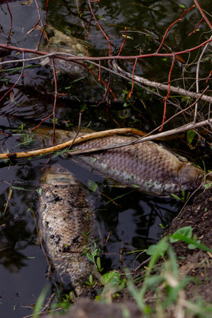 Dead fish in the lake. Selective focus.の写真素材