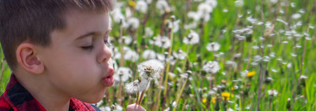 Boy blowing dandelions in the field. Selective focus.の写真素材