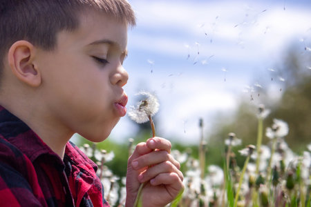 Boy blowing dandelions in the field. Selective focus.の写真素材