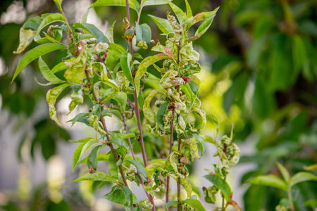 Sick leaves on the peach tree. Taphrina deformansの写真素材