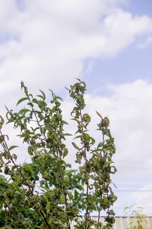 Sick leaves on the peach tree. Taphrina deformans
