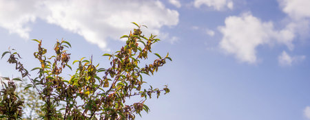 Sick leaves on the peach tree. Taphrina deformans