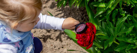 little girl looking through a magnifying glass at flowers. Selective focus.の写真素材