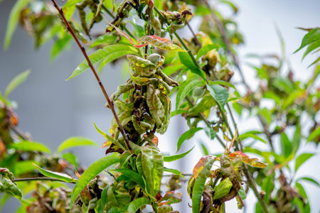 Diseased leaves on a peach tree, curly. Tafrina deformans. Close-up.