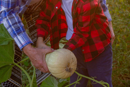Holding a squash in the garden. Harvestingの写真素材