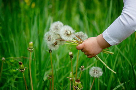 Adorable cute little girl blowing on a dandelion flower on the street in summer.の写真素材