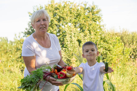 Grandmother and Grandson Harvesting Fresh Vegetables in Garden.の写真素材