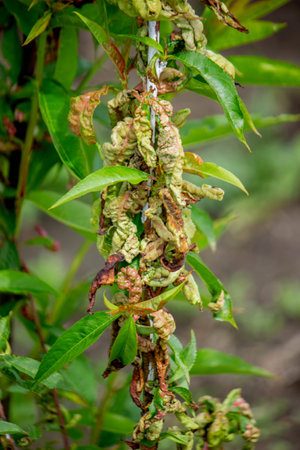 Diseased leaves on a peach tree, curly. Tafrina deformans. Close-up.の写真素材