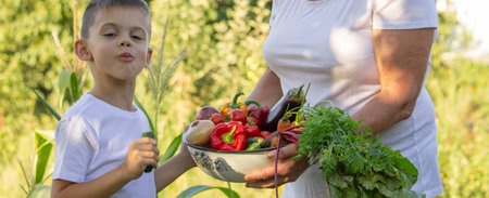 Grandmother and Grandson Harvesting Fresh Vegetables in Garden.の写真素材