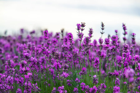 Blooming lavender field. Lavender sprigs close-up. Essential oil culture. Aromatherapy concept....