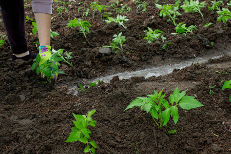 Farmer planting tomatoes in the garden. Planting a plantの写真素材