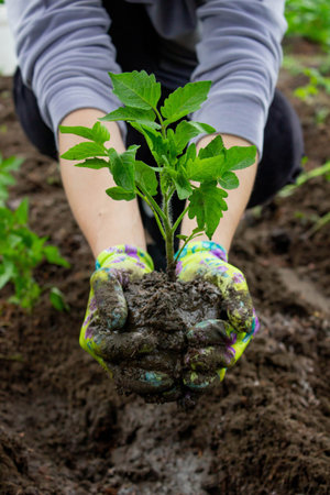 Farmer planting tomatoes in the garden. Planting a plantの写真素材