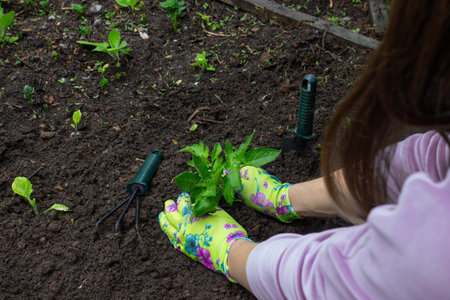 Farmer planting tomatoes in the garden.