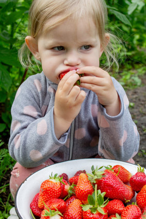 little girl eating ripe strawberries in the garden. Selective focus.の写真素材
