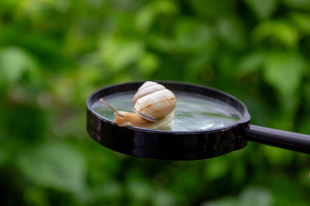 Boy looking at snail through magnifying glass. Selective focus.
