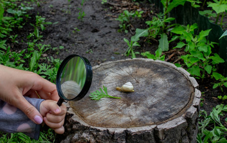 girl looking at snail through magnifying glass. Selective focus.の写真素材