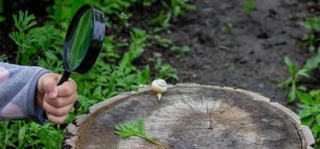 girl looking at snail through magnifying glass, researcher. Selective focus.の写真素材