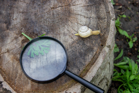 girl looking at snail through magnifying glass, researcher. Selective focus.の写真素材