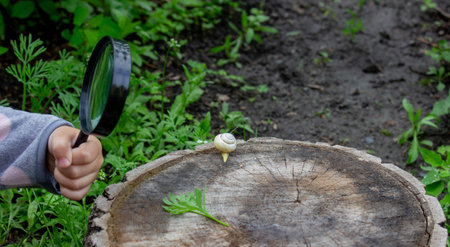 girl looking at snail through magnifying glass. Selective focus.の写真素材