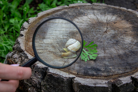 girl looking at snail through magnifying glass. Selective focus.の写真素材